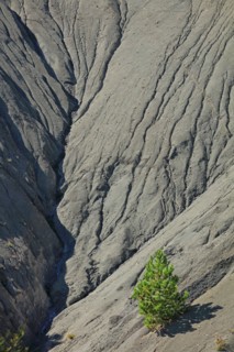 Isolated pine on the black soil of the Buëch region, Hautes-Alpes