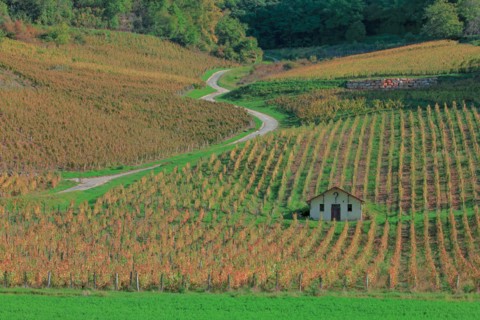 Château-Chalon, Jura