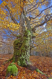 Hêtres tortueux en automne