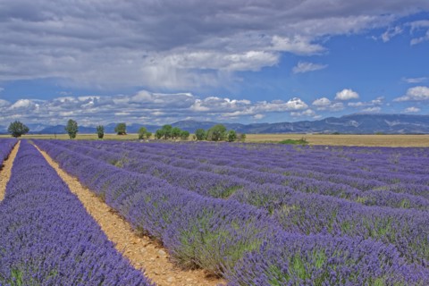 Plateau de Valensole, Alpes-de-Haute-Provence