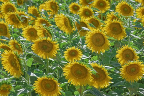 Fleurs de tournesol