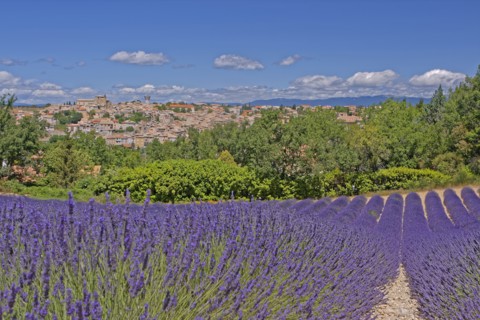 Valensole, Alpes-de-Haute-Provence, France