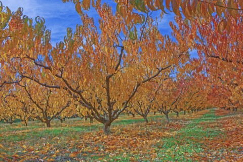 Cherry trees, Vaucluse, France