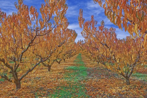 Cherry trees, Vaucluse, France