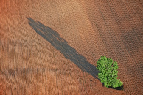 Arbre isolé dans un champ