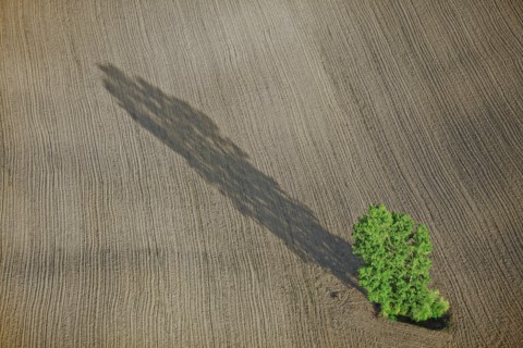 Arbre isolé dans un champ