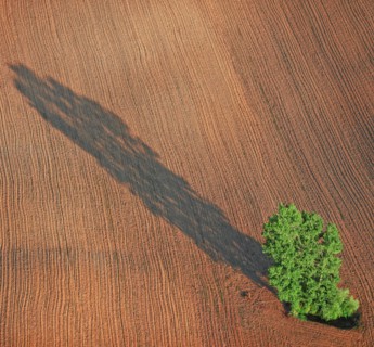 Arbre isolé dans un champ