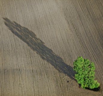 Arbre isolé dans un champ
