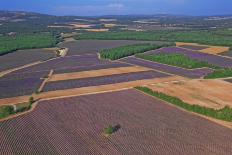 Plateau de Valensole, Alpes-de-Haute-Provence