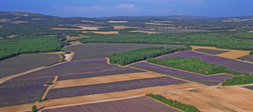 Plateau de Valensole, Alpes-de-Haute-Provence