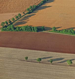 Champs de céréales et alignements d'arbres