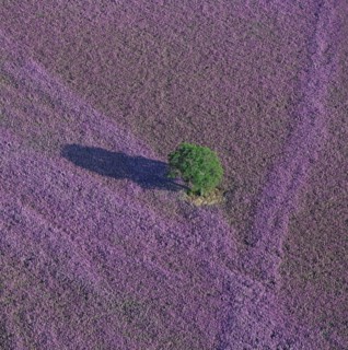 Plateau d'Albion, Alpes-de-Haute-Provence