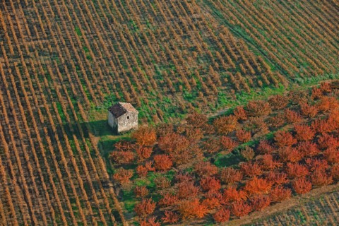 Orchard landscape, Drôme, France