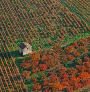 Orchard landscape, Drôme, France