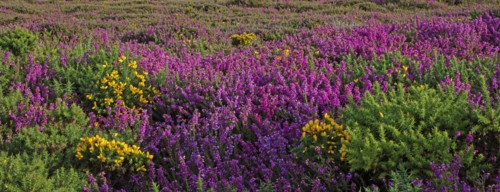 Bruyère en fleurs