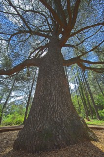 Cedrus libani