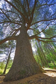 Cedrus libani