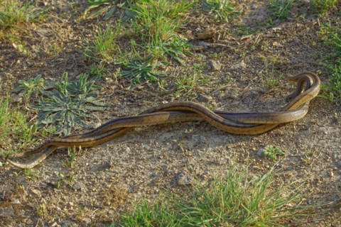 Montpellier snakes