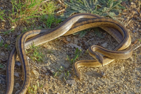 Montpellier snakes
