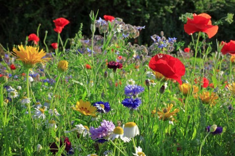 Coquelicots et fleurs des champs