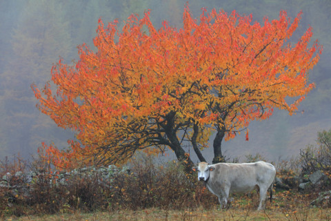 Merisier en automne