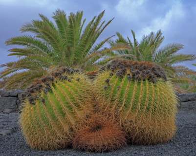Cactus boule épineux, Îles Canaries