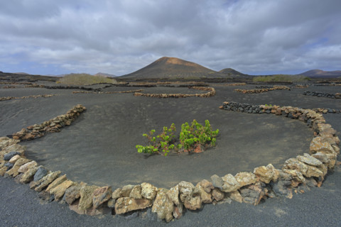 Domaine viticole de La Geria, île de Lanzarote