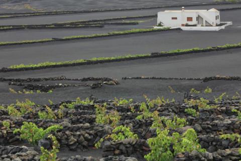Domaine viticole de La Geria, île de Lanzarote