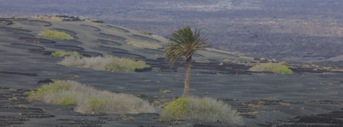 Domaine viticole de La Geria, île de Lanzarote
