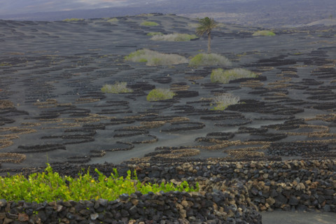 Domaine viticole de La Geria, île de Lanzarote