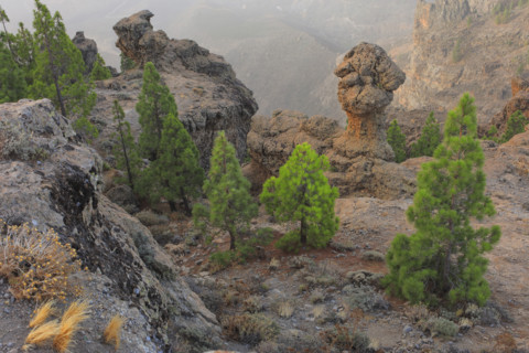 Pic de las Nieves, île de Grande Canarie