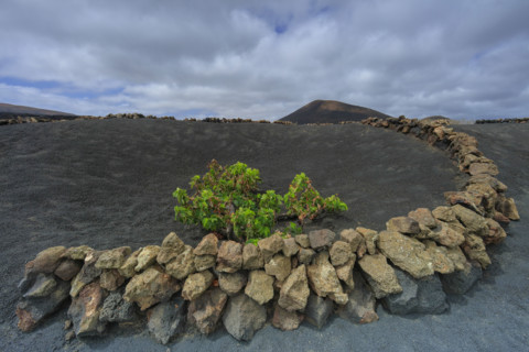 Domaine viticole de La Geria, île de Lanzarote