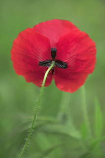 Coquelicot en fleur