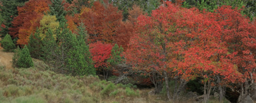 Sorbiers en automne dans le massif du Mont Lozère
