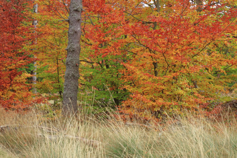 Hêtraie en automne dans les Cévennes
