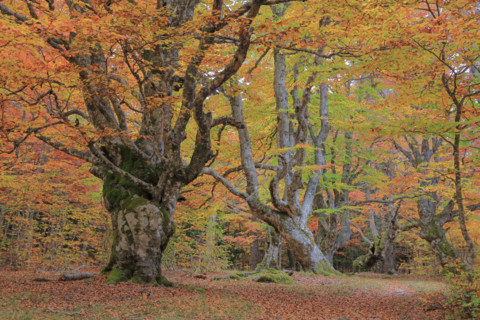 Hêtraie en automne dans les Cévennes
