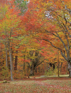 Hêtraie en automne dans les Cévennes