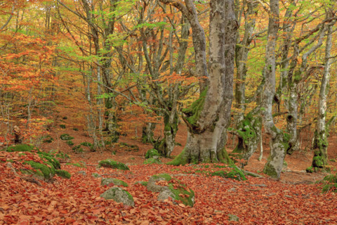 Hêtraie en automne dans les Cévennes