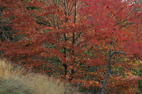 Sorbiers en automne dans le massif du Mont Lozère