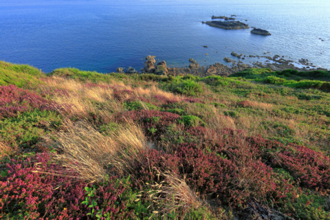 The flower-filled coastline at La Hague, Manche