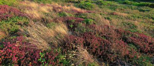 The flower-filled coastline at La Hague, Manche
