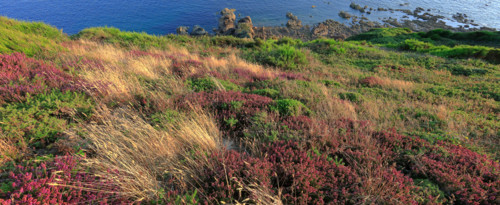 The flower-filled coastline at La Hague, Manche