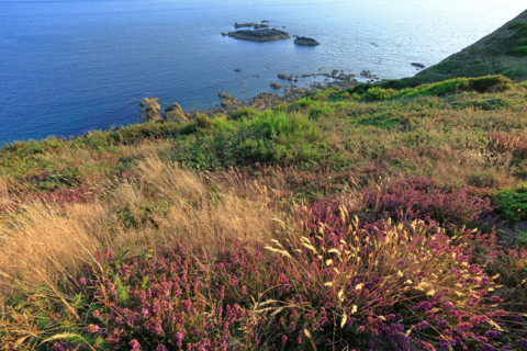 The flower-filled coastline at La Hague, Manche