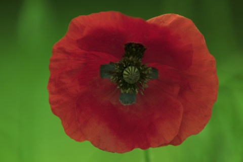 Coquelicot en fleur