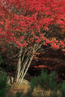 Sorbiers en automne dans le massif du Mont Lozère