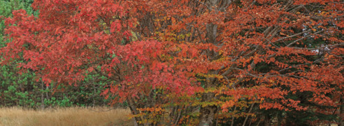 Sorbiers en automne dans le massif du Mont Lozère