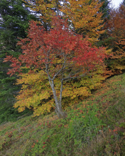 Sorbiers en automne dans le massif du Mont Lozère