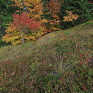Sorbiers en automne dans le massif du Mont Lozère