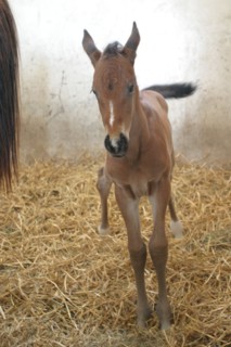France, haras du pin