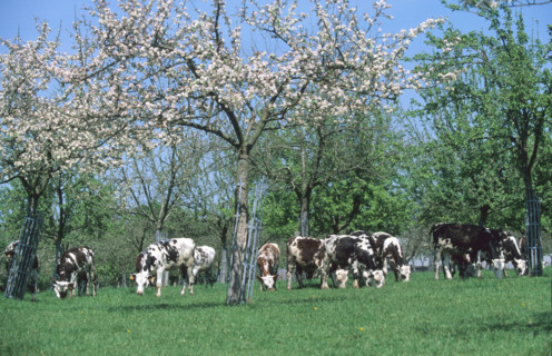 France, Normandie, calvados, pays d'auge, vaches normandes et pommiers fleuris,